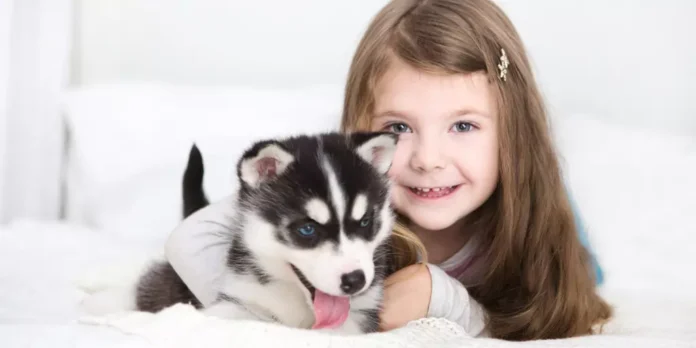 Puppies for Sale