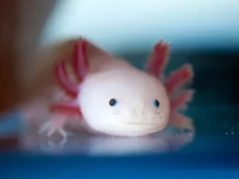 axolotl Adopt: A Journey of Self-Discovery