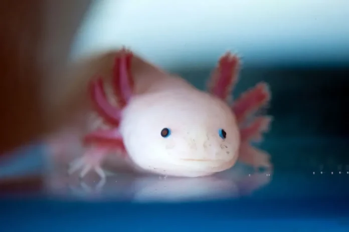 axolotl Adopt: A Journey of Self-Discovery