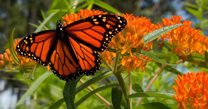 Milkweed Butterfly